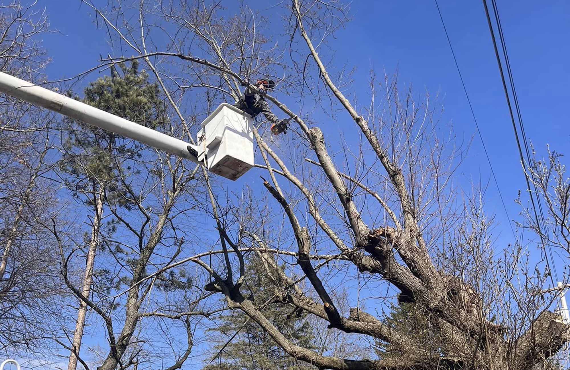 Tree Removal