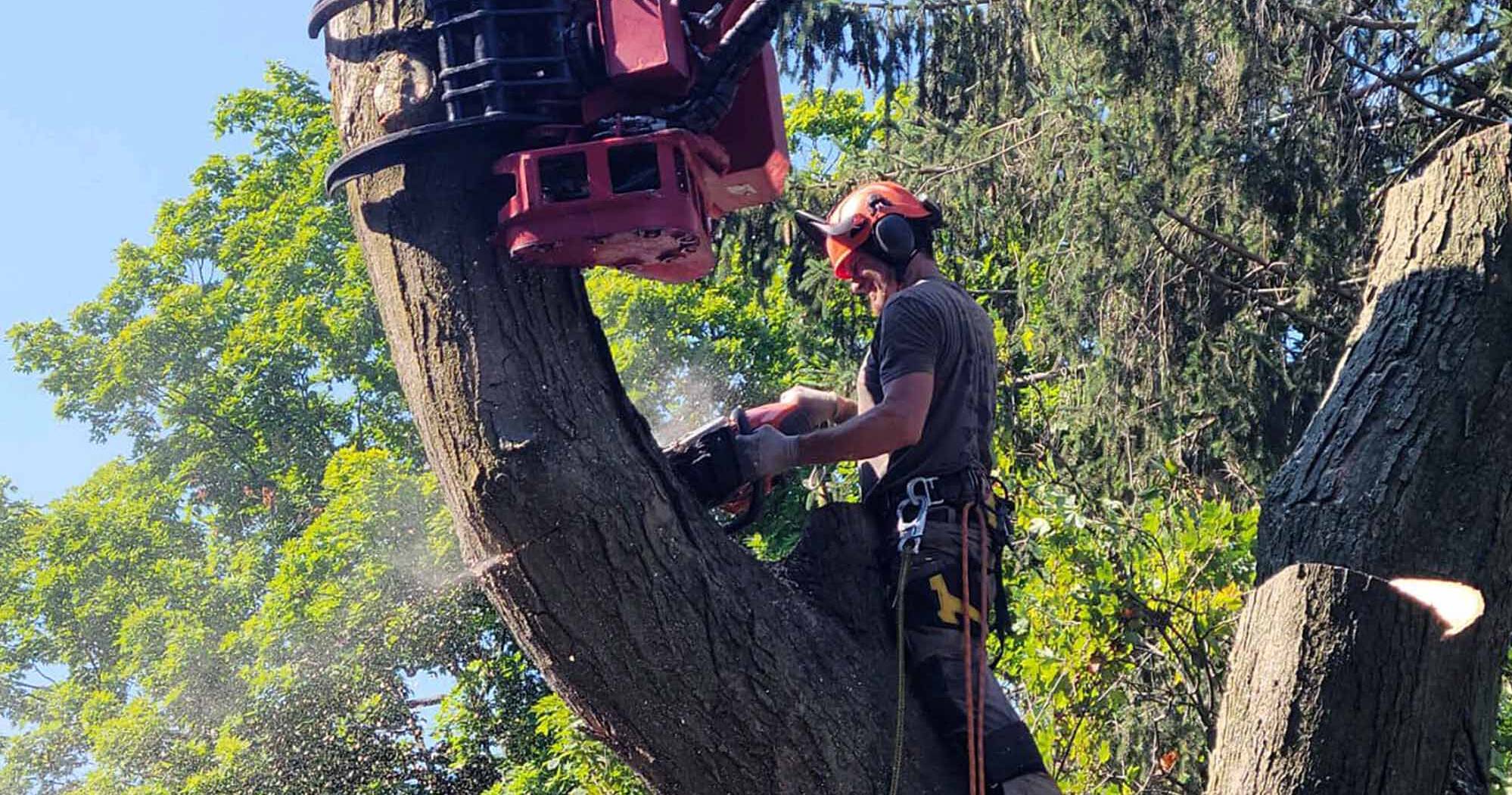 Professional tree services farrell enterprises