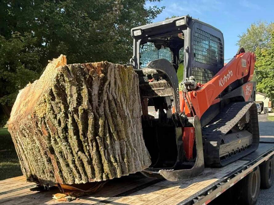 large tree removal services