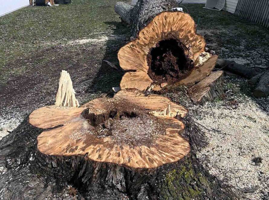 Professional Stump Grinding