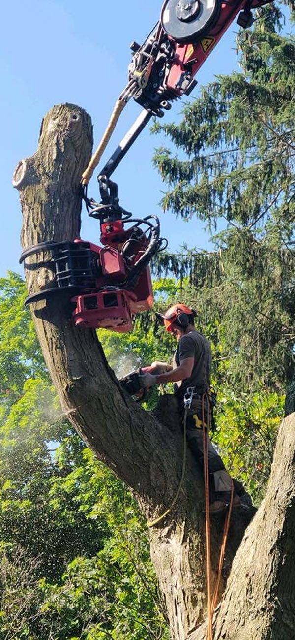 tree-services-michigan